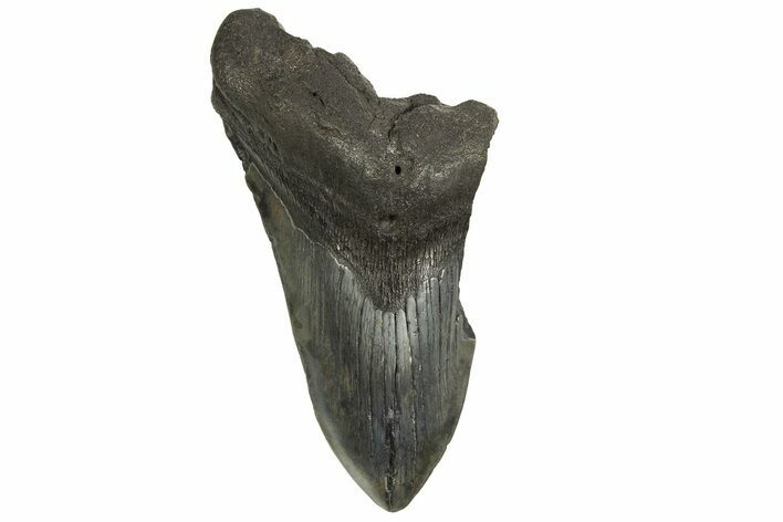Partial Fossil Megalodon Tooth - South Carolina #321280